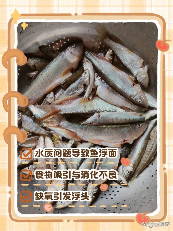 如何緩解龍魚浮頭，如何緩解龍魚浮頭問題