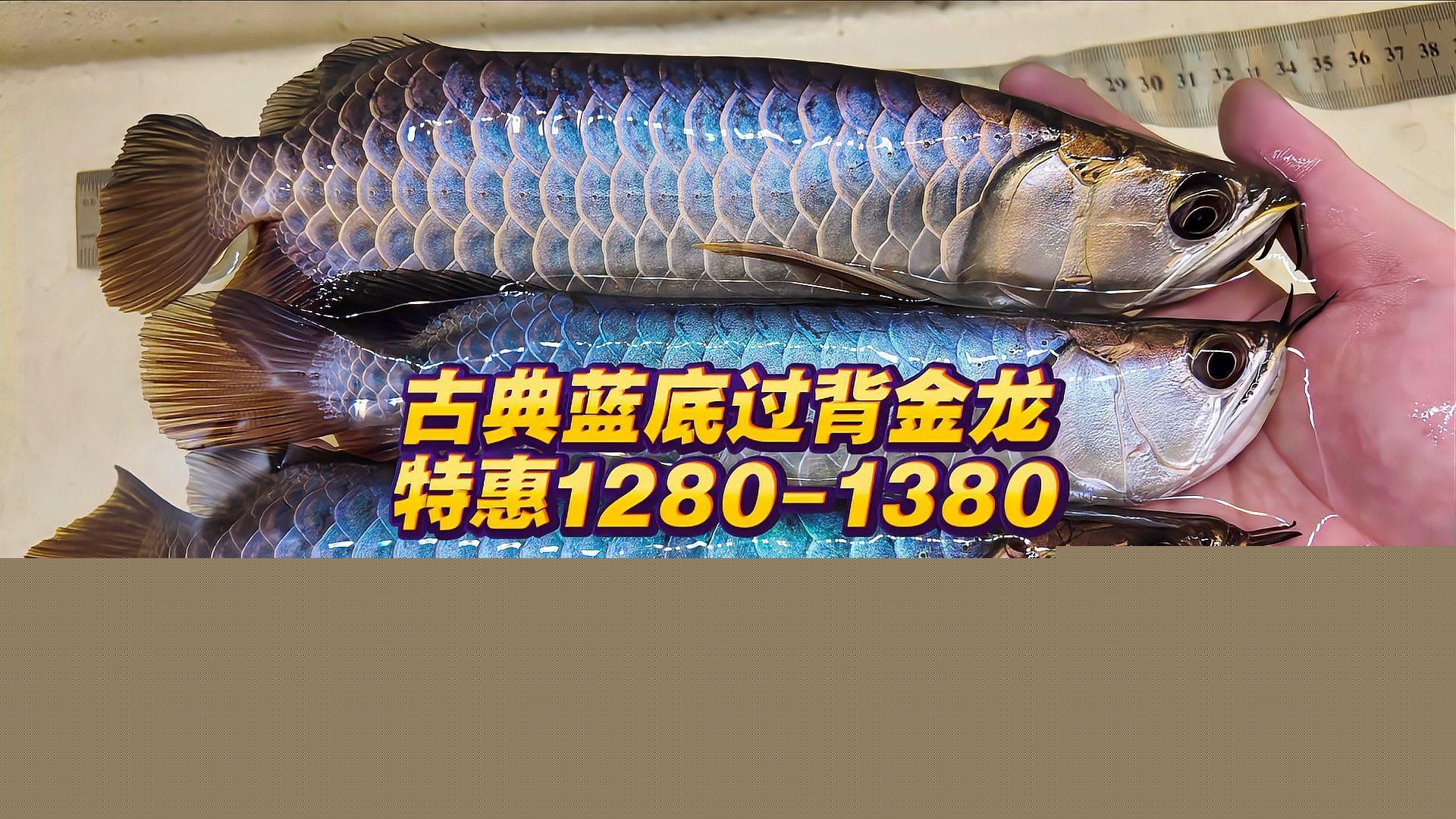 祥龍魚場有哪些知名種魚？，祥龍魚場主流種魚特征對比表