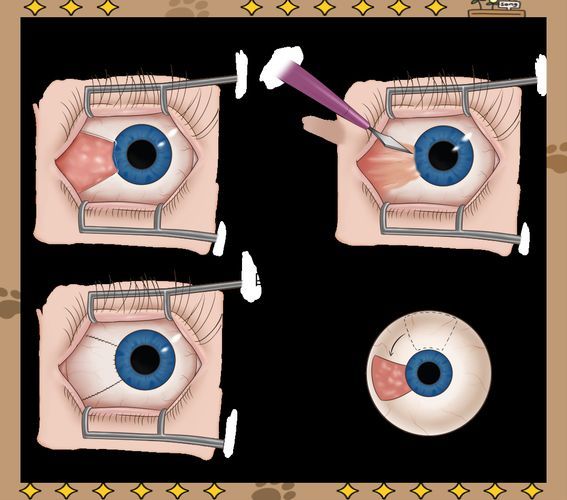 如何預防眼睛白膜,mcp工具調用戶要求詳解如何預防眼睛白膜需要1000字和配圖 龍魚百科 第4張 如何預防眼睛白膜,mcp工具調用戶要求詳解如何預防眼睛白膜需要1000字和配圖 如何預防眼睛白膜,mcp工具調用戶要求詳解如何預防眼睛白膜需要1000字和配圖 龍魚百科 第4張