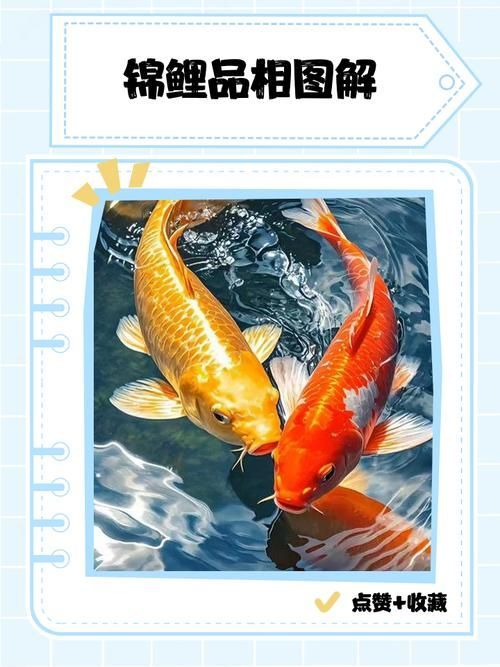 如何預防錦鯉紅斑病，中國紅龍蜈蚣的毒性有多強，