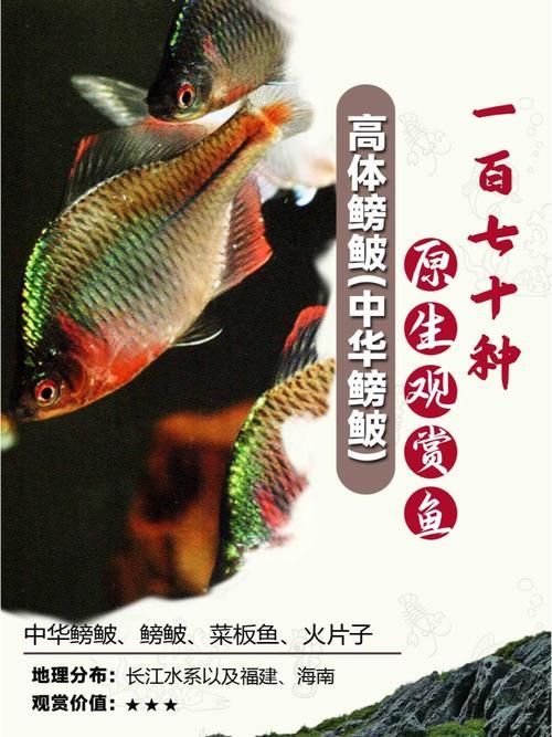 野彩魚，“野彩魚在繁殖期體色如虹而得名“七彩魚”是一類魚類
