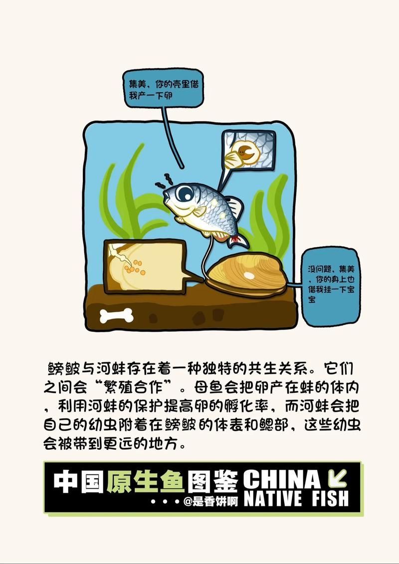 野彩魚，“野彩魚在繁殖期體色如虹而得名“七彩魚”是一類魚類