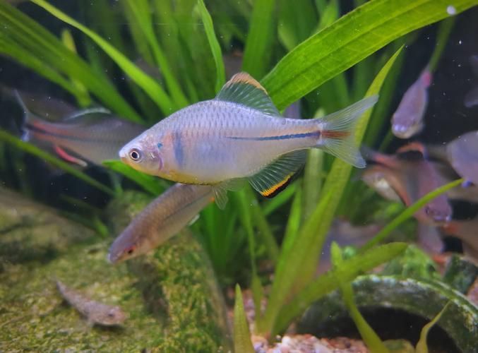 野彩魚，“野彩魚在繁殖期體色如虹而得名“七彩魚”是一類魚類