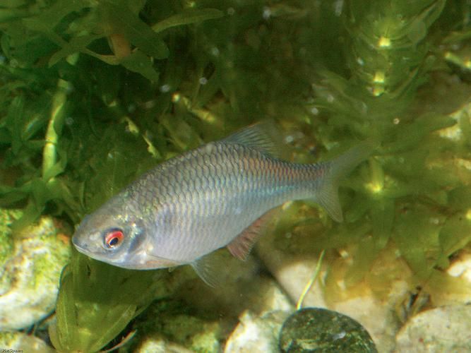野彩魚，“野彩魚在繁殖期體色如虹而得名“七彩魚”是一類魚類