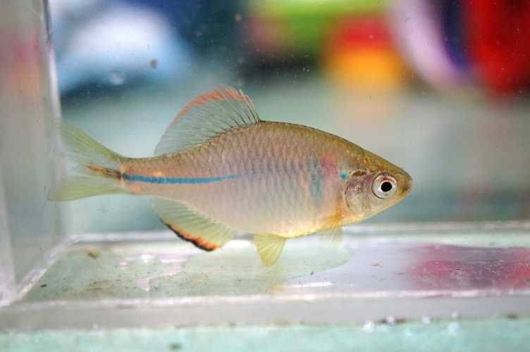 野彩魚，“野彩魚在繁殖期體色如虹而得名“七彩魚”是一類魚類