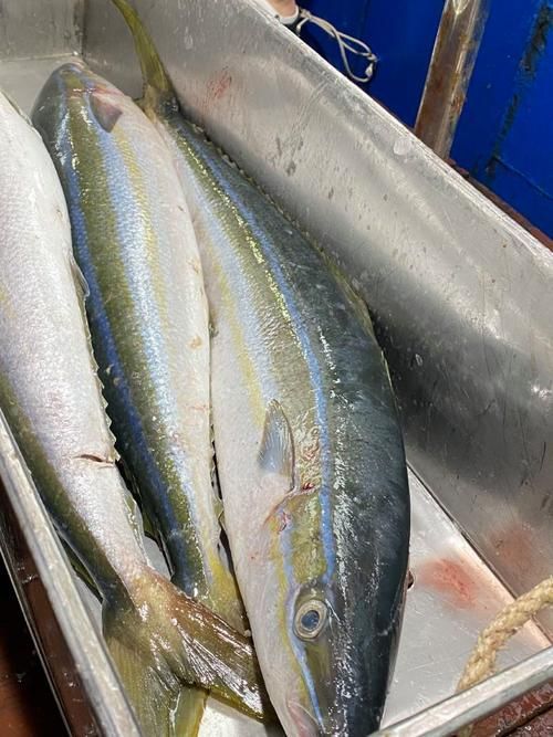 拉倫魚的市場價格是多少，拉倫魚市場價格在每公斤50至100元人民幣之間