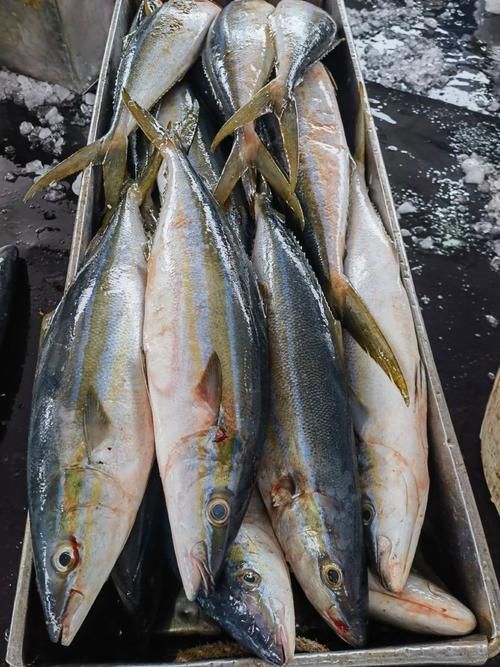 拉倫魚的市場價格是多少，拉倫魚市場價格在每公斤50至100元人民幣之間