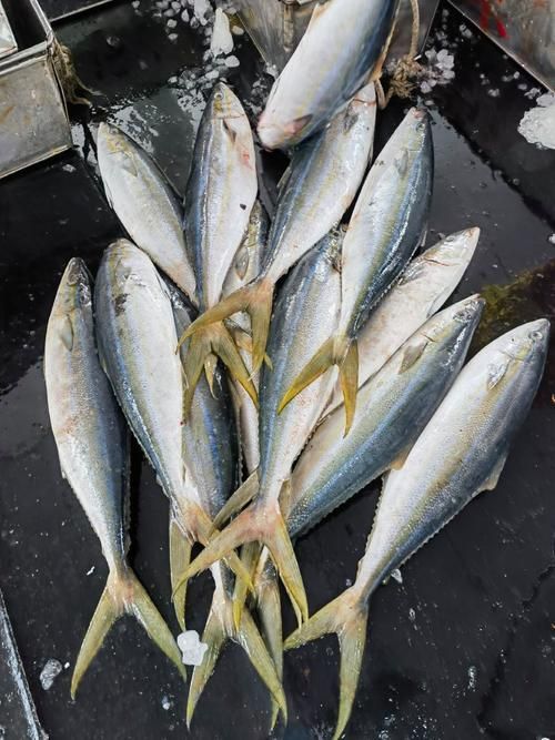 拉倫魚的市場價格是多少，拉倫魚市場價格在每公斤50至100元人民幣之間