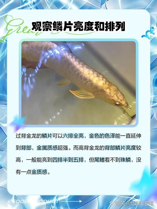 如何鑒別龍魚的品質和稀有度？