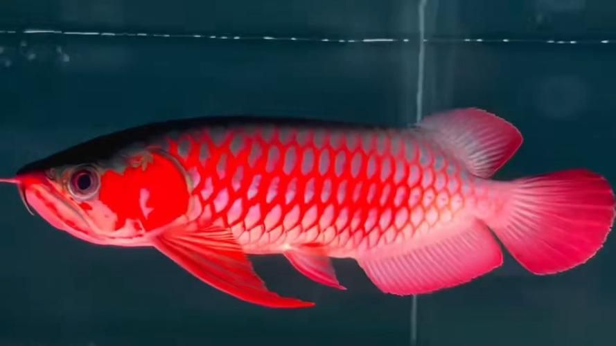 如何鑒別龍魚的品質和稀有度？