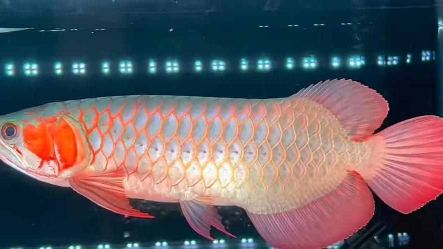 如何鑒別龍魚的品質和稀有度？