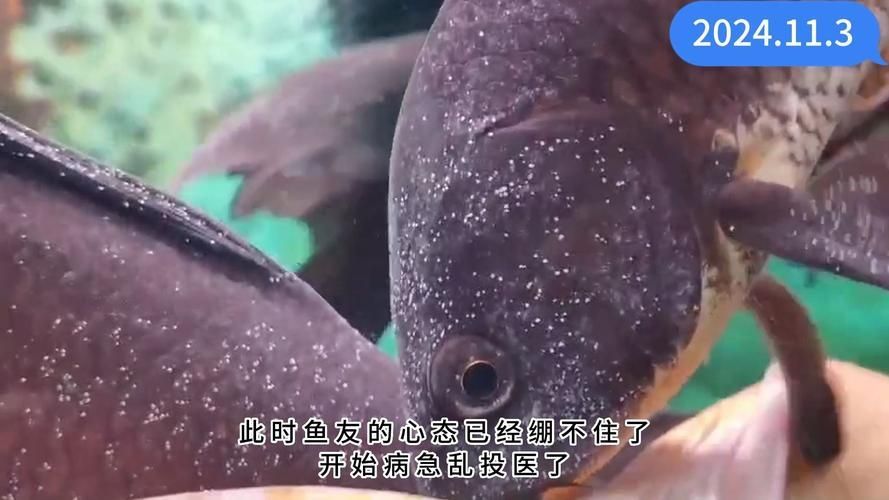 黑影道人魚有哪些常見疾病？，關(guān)于黑影道人魚的一些問題