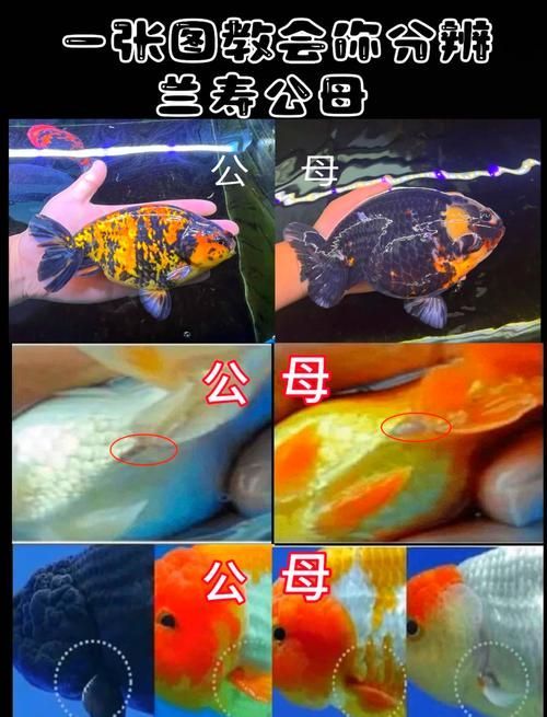 如何預(yù)防龍睛金魚爛尾病