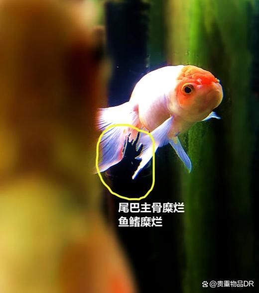 如何預防爛鰭爛尾病的發生，如何預防鰭爛尾病