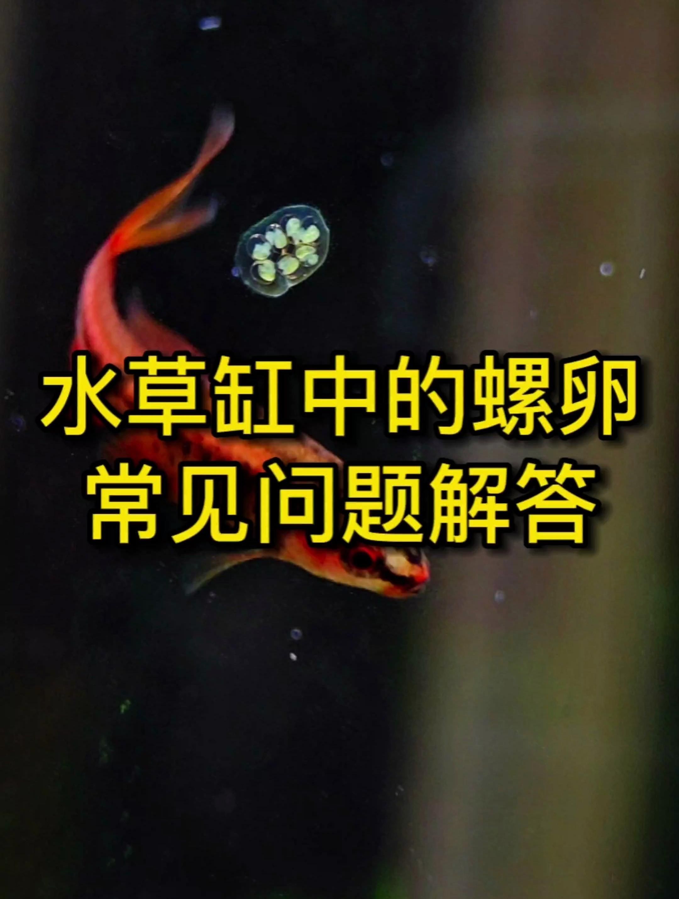 還有哪些魚會吃螺卵