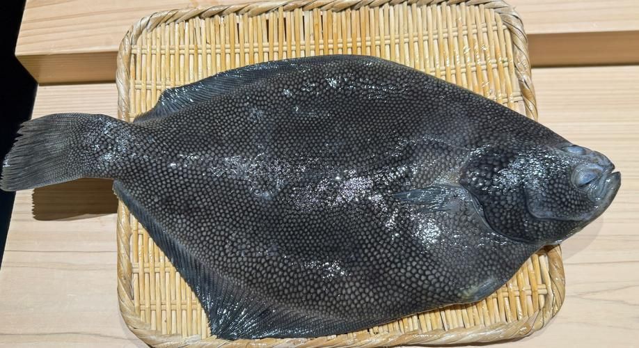 彩鰈有哪些品種？