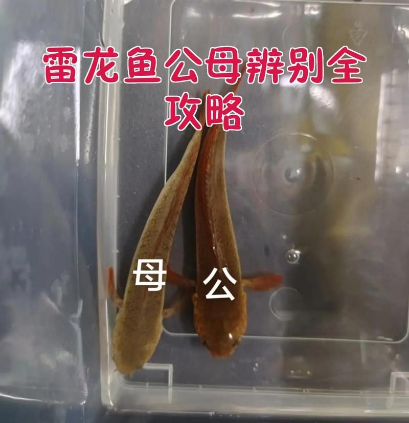 如何區分鬼王雷龍魚的三個角色，鬼王雷龍公母辨別全攻略