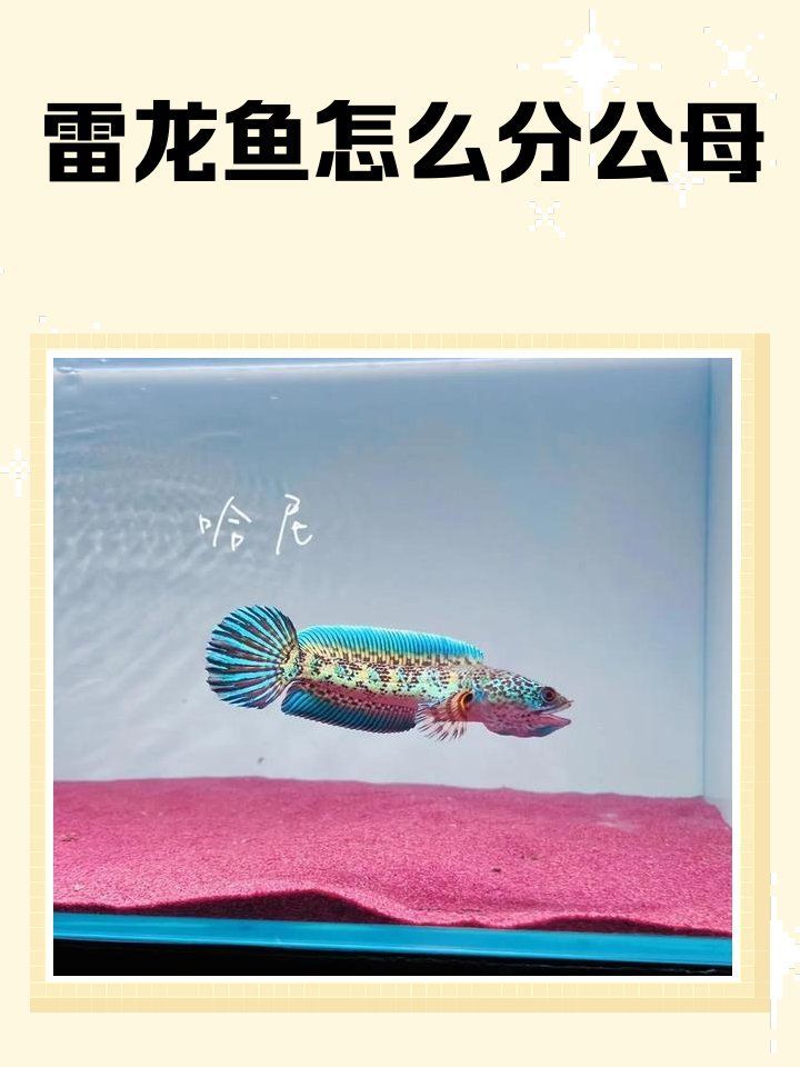 如何區分鬼王雷龍魚的三個角色，鬼王雷龍公母辨別全攻略
