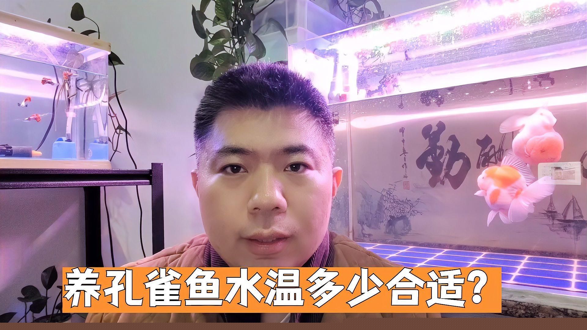 孔雀魚耐高溫嗎，養孔雀魚水溫多少合適？