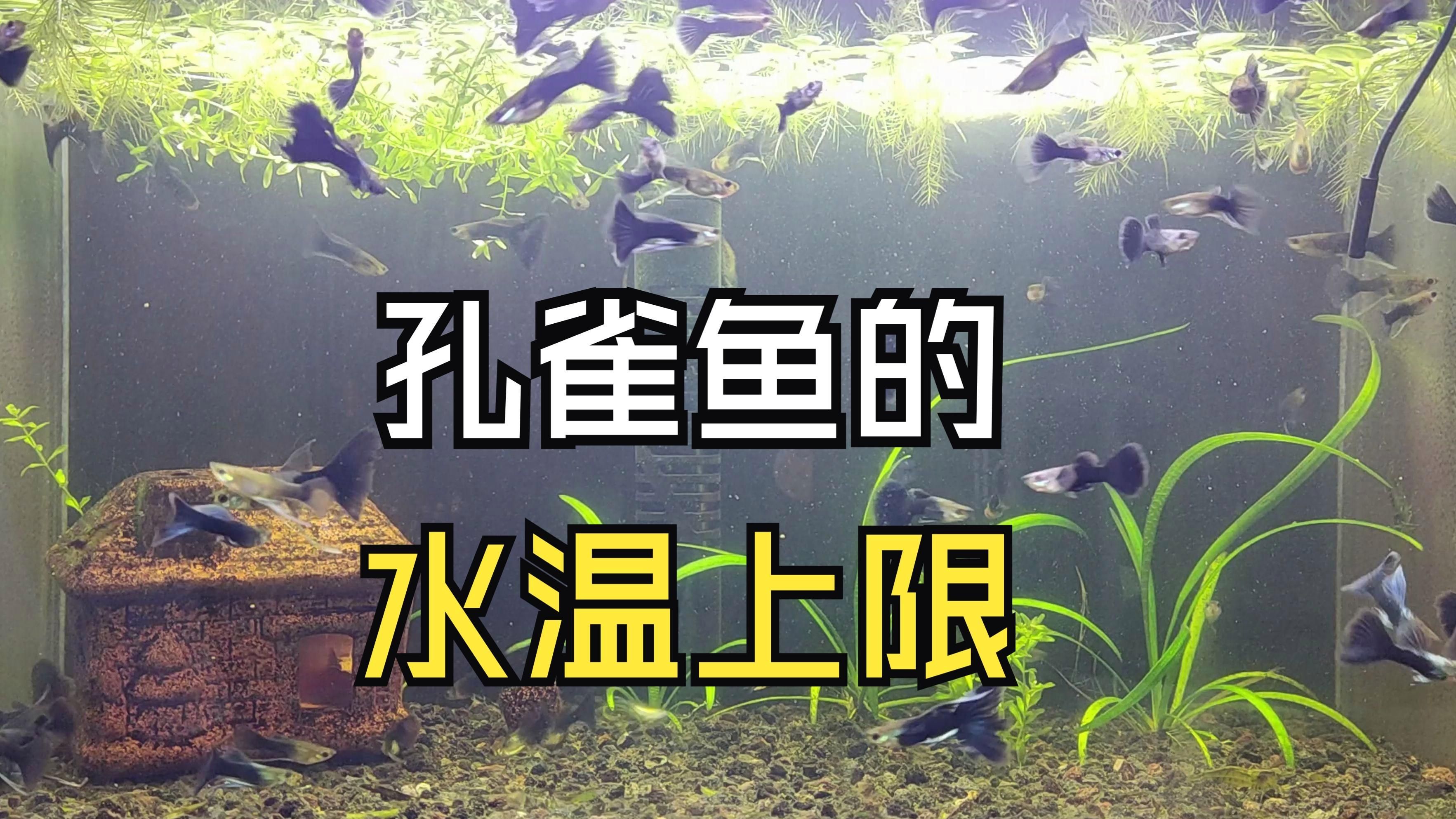 孔雀魚耐高溫嗎，養(yǎng)孔雀魚水溫多少合適？