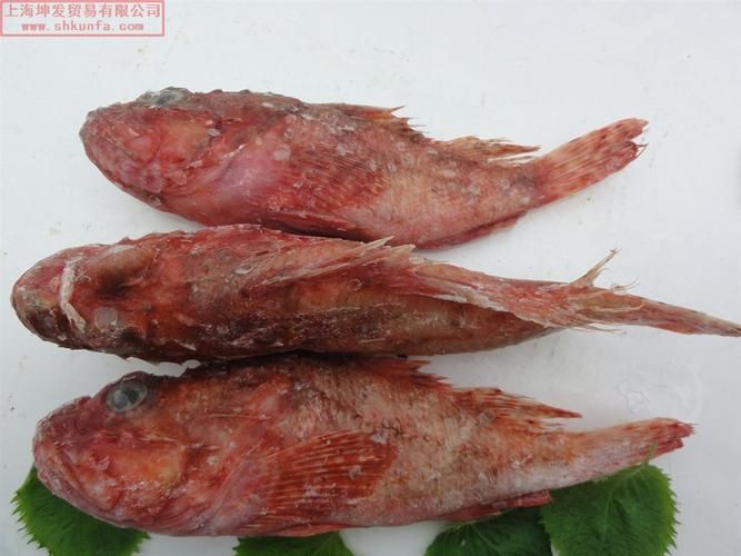 紅老虎魚的市場價格波動大嗎？，紅老虎魚市場價格波動價格波動情況需補充英文關鍵詞