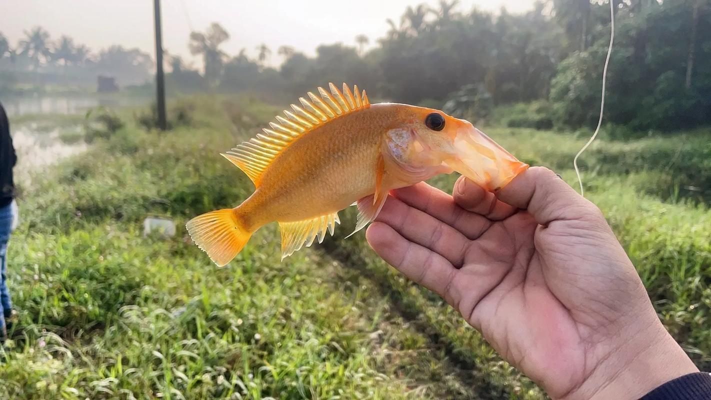 紅老虎魚的市場價格波動大嗎？，紅老虎魚市場價格波動價格波動情況需補充英文關鍵詞