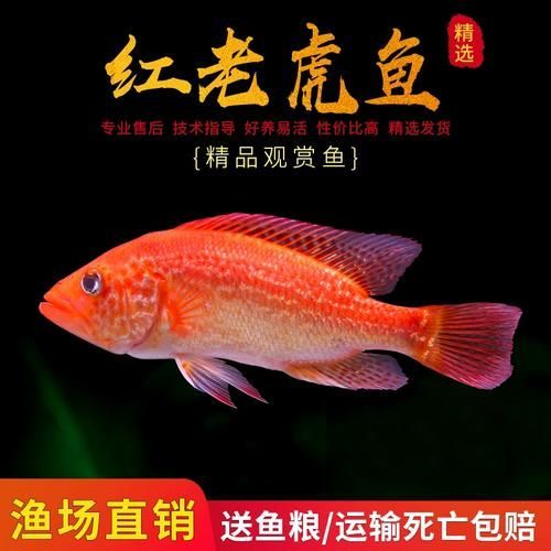 紅老虎魚的市場價格波動大嗎？，紅老虎魚市場價格波動價格波動情況需補充英文關鍵詞