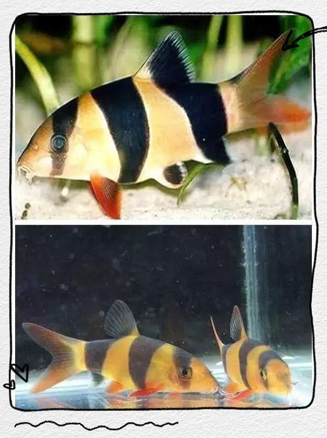 如何辨別三間鼠魚的品質？，pangiosemicincta三間鼠魚（pangiosemicincta）