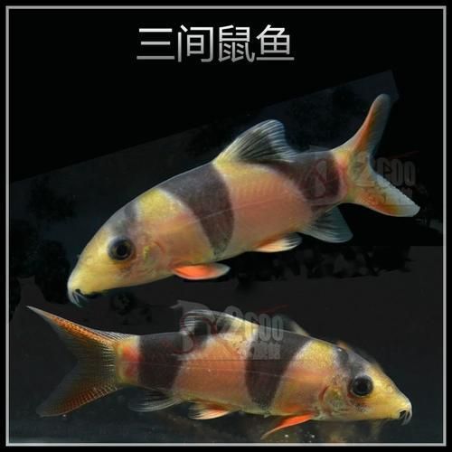 如何辨別三間鼠魚的品質？，pangiosemicincta三間鼠魚（pangiosemicincta）