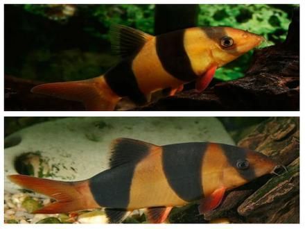 如何辨別三間鼠魚的品質？，pangiosemicincta三間鼠魚（pangiosemicincta）