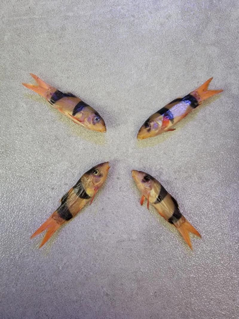 如何辨別三間鼠魚的品質？，pangiosemicincta三間鼠魚（pangiosemicincta）
