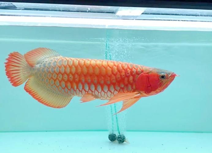 紅龍魚發色過程中會褪色嗎？，如何判斷紅龍魚是否在發色？