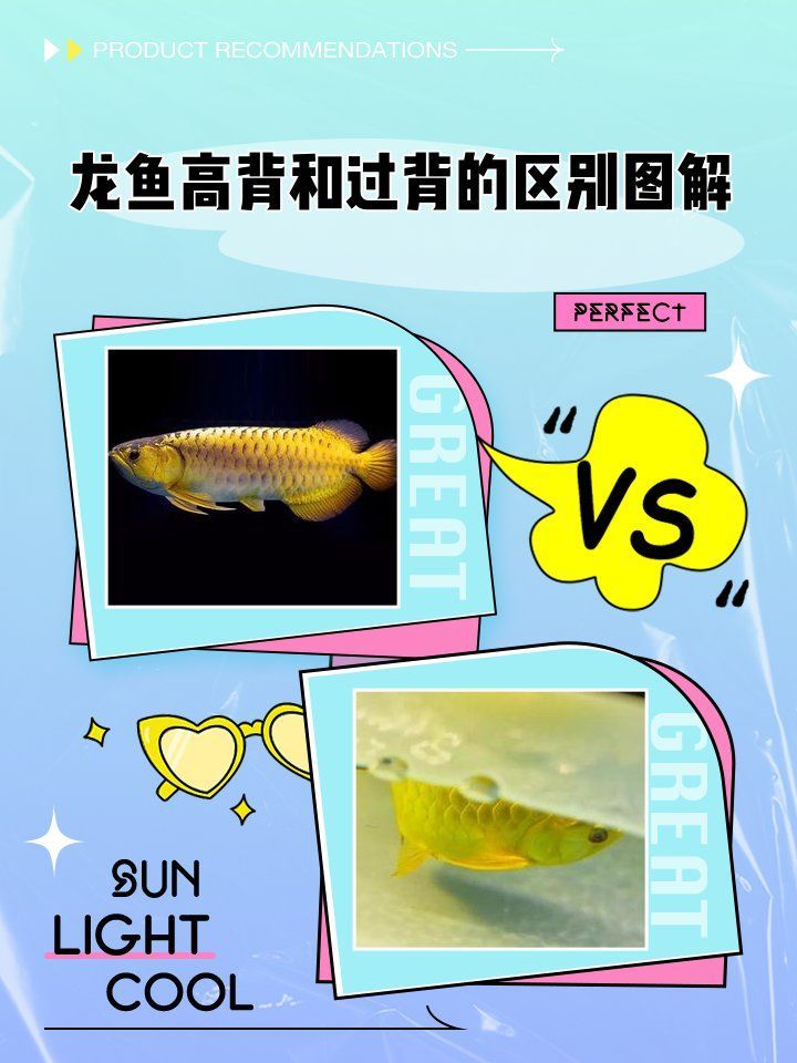 如何判斷金龍魚是否為過背級(jí)別，寵物喂養(yǎng)百科，龍魚高背和過背的區(qū)別圖解