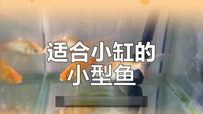 有哪些適合小空間養的魚，小空間養魚，關鍵在于選對“省心又好看”的品種