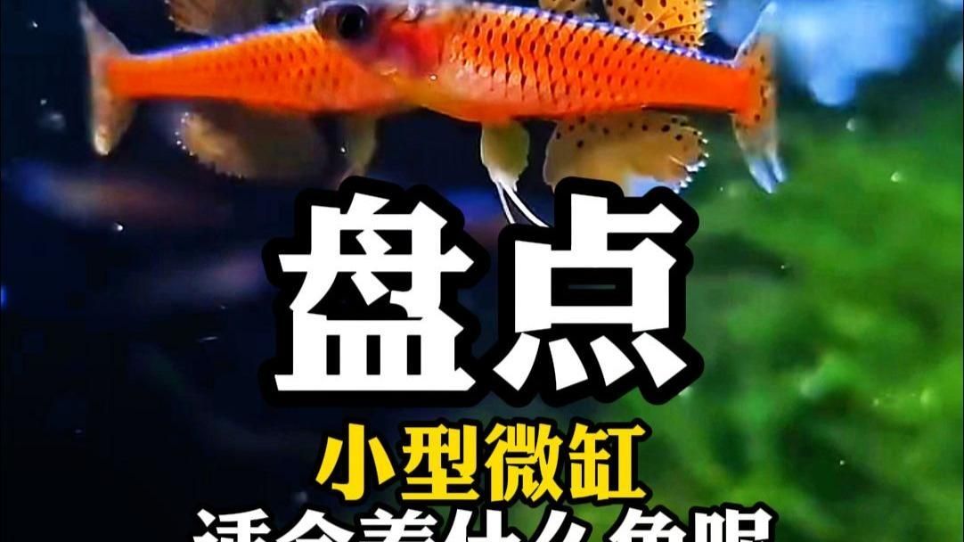有哪些適合小空間養的魚，小空間養魚，關鍵在于選對“省心又好看”的品種