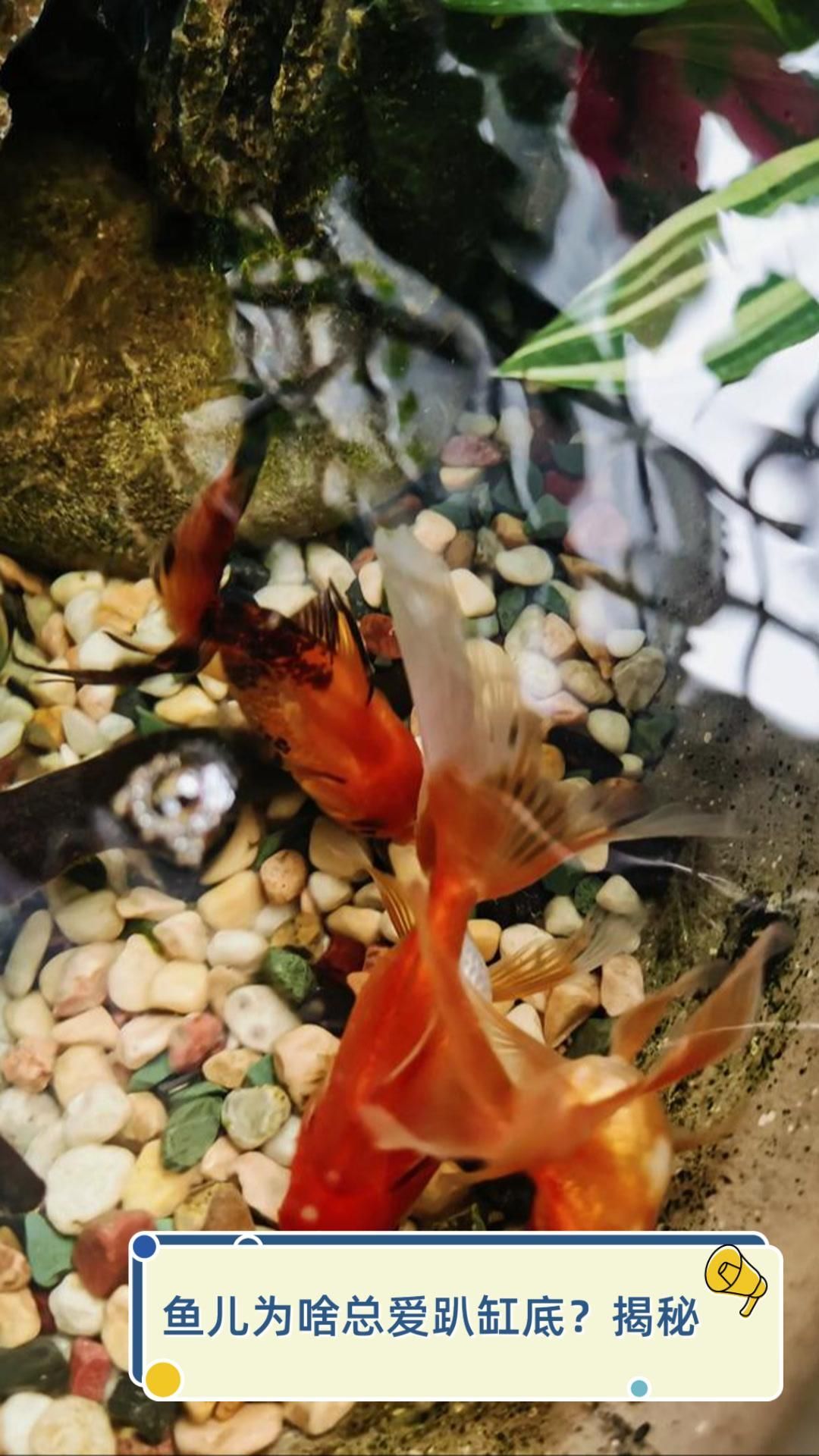 如何預防魚兒趴缸再次發生，《十一條魚的故事》之魚兒趴缸