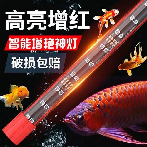 龍魚缸需要哪些設備？，打造專業龍魚缸所需的6大核心設備