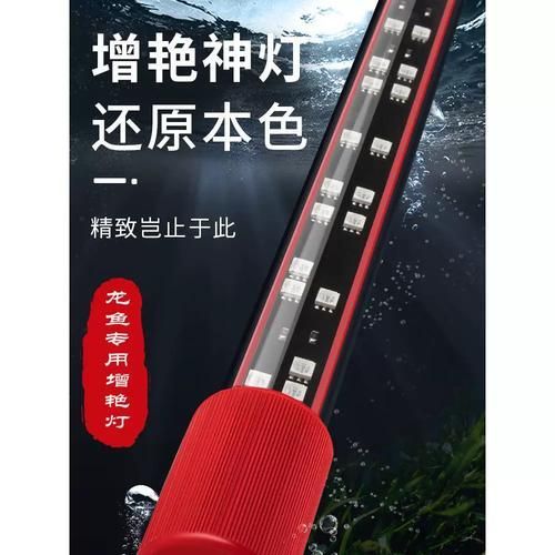 龍魚缸需要哪些設備？，打造專業龍魚缸所需的6大核心設備