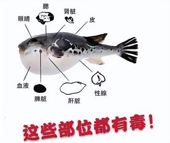 如何安全地食用高風險魚類，如何安全地接觸高風險魚類