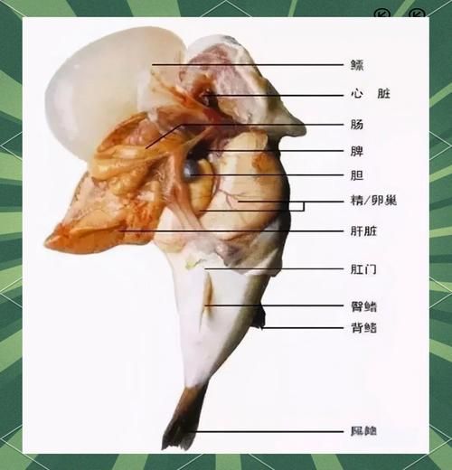 如何安全地食用高風險魚類，如何安全地接觸高風險魚類