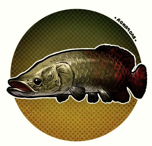 能否提供巨骨舌魚的圖片或視頻，世界上體型最大的淡水魚之一——巨骨舌魚