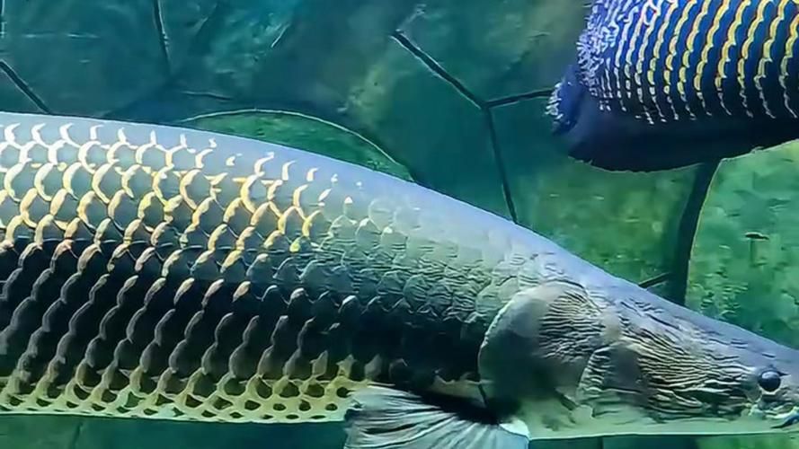 能否提供巨骨舌魚的圖片或視頻，世界上體型最大的淡水魚之一——巨骨舌魚