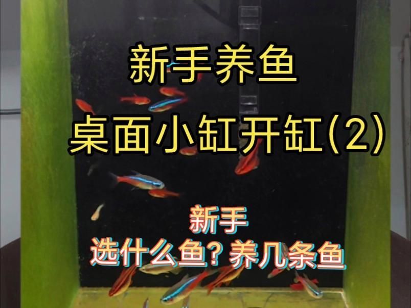 養(yǎng)魚幾條適合初學(xué)者，如何選擇適合的魚缸？