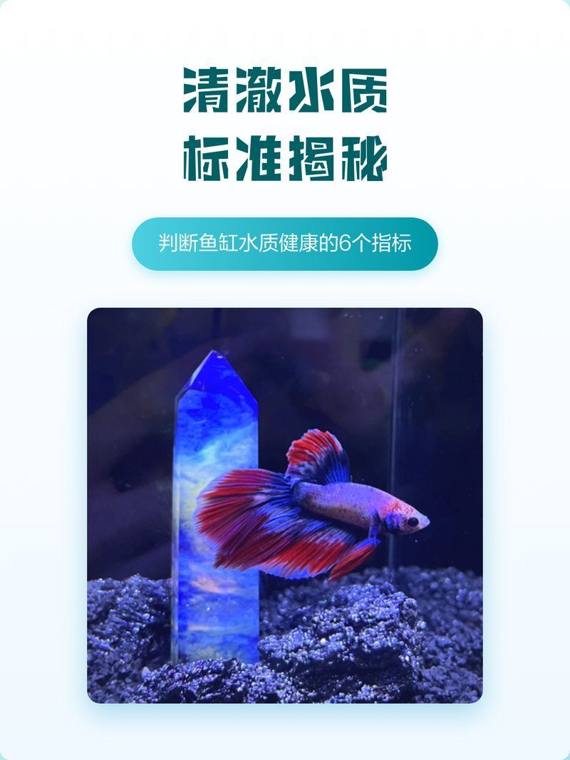 如何判斷魚缸水是否安全，如何判斷魚缸水質是否健康