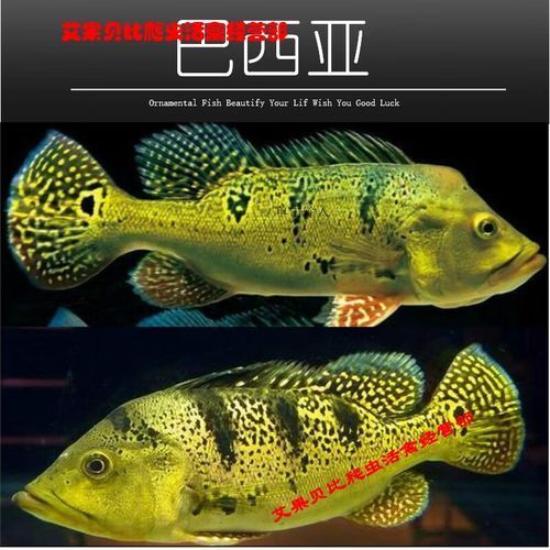 龍魚高檔配魚的價格范圍，巴西亞魚皇冠三間高檔龍魚配魚百度優選推薦