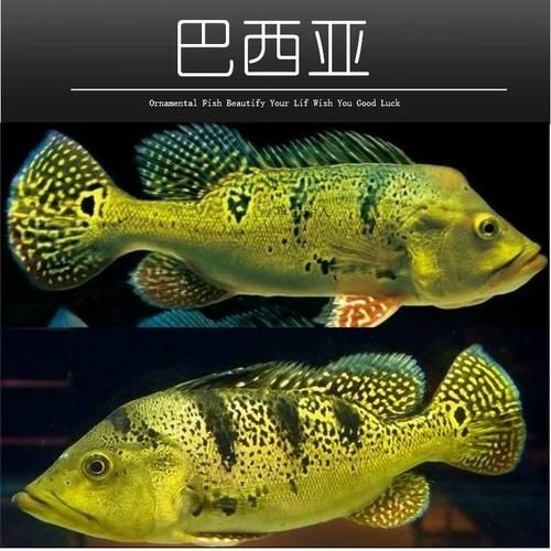 龍魚高檔配魚的價格范圍，巴西亞魚皇冠三間高檔龍魚配魚百度優選推薦