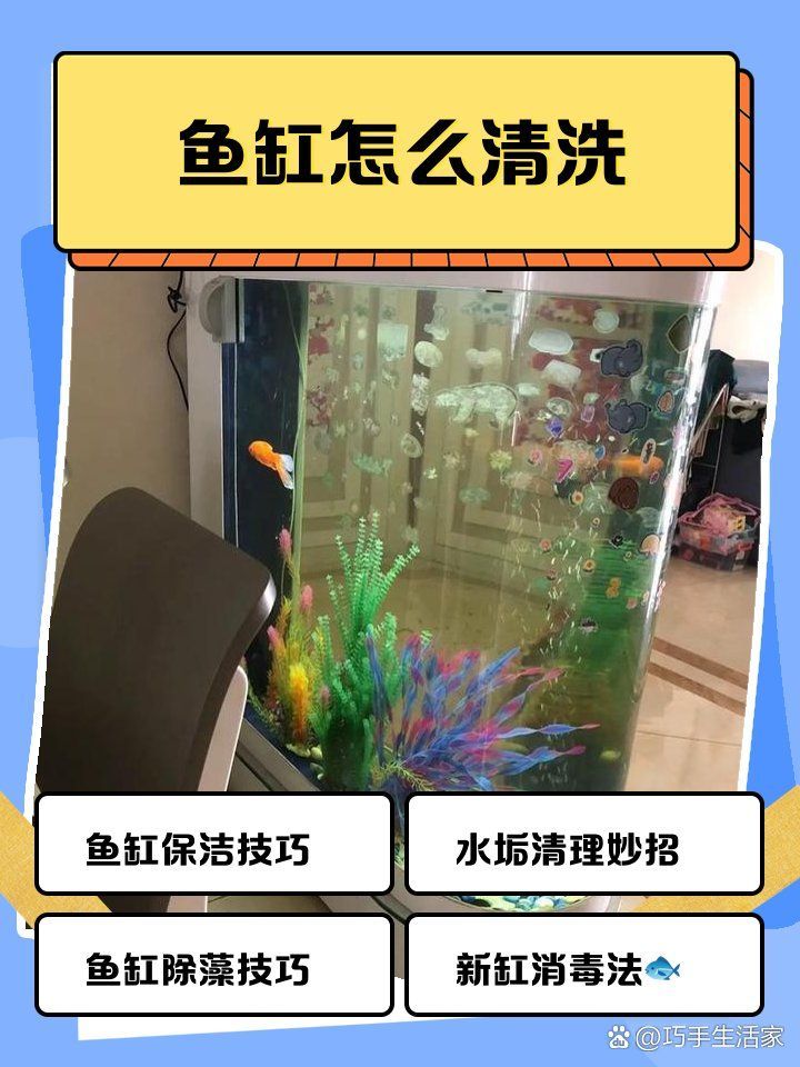 龍魚魚缸多久清潔一次？，魚缸清潔頻率取決于多種因素， 龍魚魚缸多久清潔一次？，魚缸清潔頻率取決于多種因素， 龍魚百科 第1張