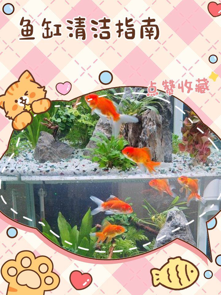 龍魚魚缸多久清潔一次？，魚缸清潔頻率取決于多種因素， 龍魚魚缸多久清潔一次？，魚缸清潔頻率取決于多種因素， 龍魚百科 第2張
