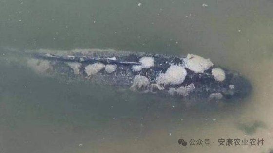 請提供更多關于魚類真菌的信息，arxiv水產ai檢測技術 請提供更多關于魚類真菌的信息，arxiv水產ai檢測技術 龍魚百科 第1張