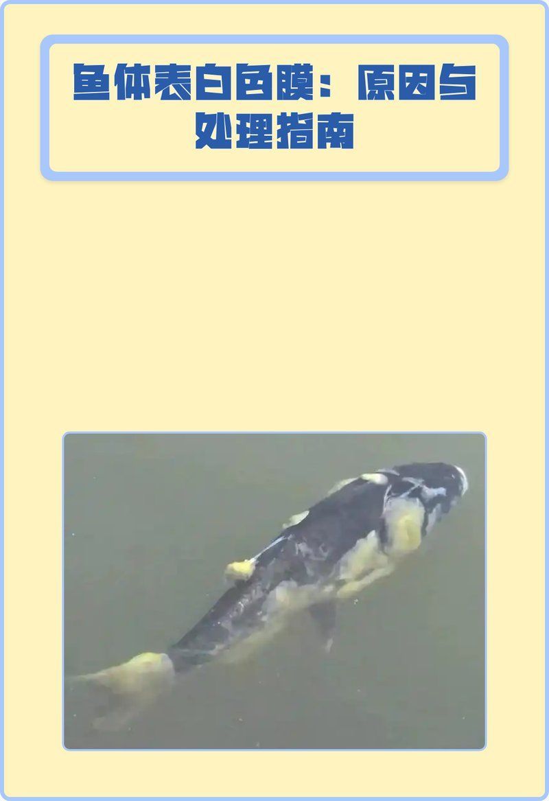 龍魚白膜病復發后如何治療，關于龍魚白膜病復發的一些建議